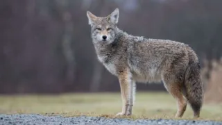 A coyote standing alert on a grassy field with a blurred forest background on a cloudy day.