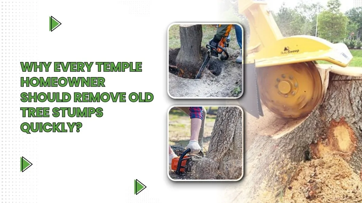 Why Every Temple Homeowner Should Remove Old Tree Stumps Quickly? 