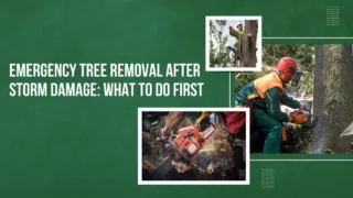 Emergency tree removal workers cutting storm-damaged trees with chainsaws to ensure safety after severe weather.